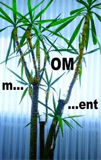 Vorderes Coverbild m...OM...ent
