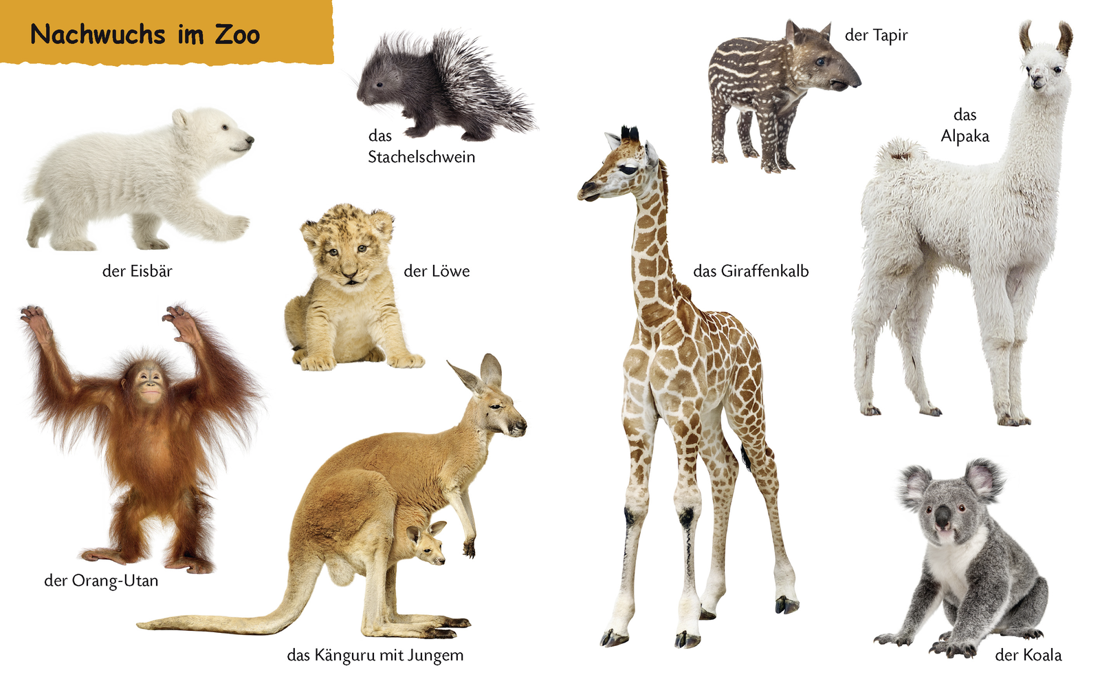 Beispielinhalt (Bild) Duden 12+: Kennst du das? Die Zootiere