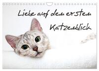 Vorderes Coverbild Liebe auf den ersten Katzenblick (Wandkalender 2025 DIN A4 quer), CALVENDO Monatskalender