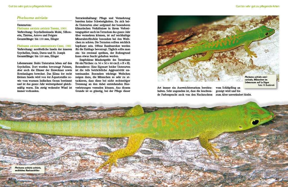 Beispielinhalt (Bild) Taggeckos der Gattung Phelsuma