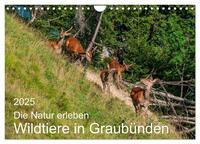 Vorderes Coverbild Die Natur erleben - Wildtiere in Graubünden (Wandkalender 2025 DIN A4 quer), CALVENDO Monatskalender