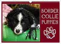 Vorderes Coverbild Border collie puppies (Calendrier mural 2026 DIN A3 vertical), CALVENDO calendrier mensuel