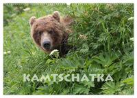 Vorderes Coverbild Aug in Aug mit den Braunbären in Kamtschatka (Wandkalender 2025 DIN A2 quer), CALVENDO Monatskalender