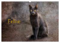 Vorderes Coverbild Feline (Wandkalender 2025 DIN A2 quer), CALVENDO Monatskalender