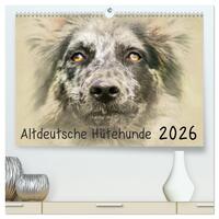 Vorderes Coverbild Altdeutsche Hütehunde 2026 (hochwertiger Premium Wandkalender 2026 DIN A2 quer), Kunstdruck in Hochglanz