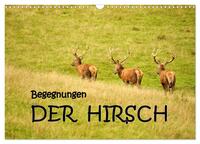 Vorderes Coverbild Begegnungen. DER HIRSCH (Wandkalender 2025 DIN A3 quer), CALVENDO Monatskalender