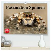 Vorderes Coverbild Faszination Spinnen (hochwertiger Premium Wandkalender 2025 DIN A2 quer), Kunstdruck in Hochglanz