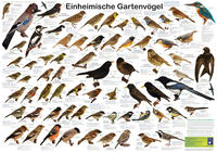 Vorderes Coverbild Einheimische Gartenvögel