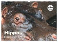 Vorderes Coverbild Hippos - Begegnungen in Afrika (Wandkalender 2025 DIN A2 quer), CALVENDO Monatskalender