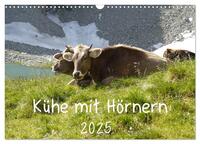 Vorderes Coverbild Kühe mit Hörnern (Wandkalender 2025 DIN A3 quer), CALVENDO Monatskalender