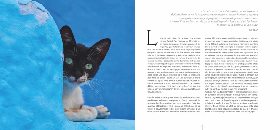 Beispielinhalt (Bild) Katzen