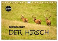 Vorderes Coverbild Begegnungen. DER HIRSCH (Wandkalender 2025 DIN A4 quer), CALVENDO Monatskalender
