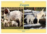 Vorderes Coverbild Ziegen - Die Stars aus dem Streichelzoo (Wandkalender 2025 DIN A4 quer), CALVENDO Monatskalender