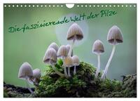Vorderes Coverbild Die faszinierende Welt der Pilze (Wandkalender 2025 DIN A4 quer), CALVENDO Monatskalender