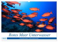 Vorderes Coverbild Rotes Meer Unterwasser (Wandkalender 2025 DIN A2 quer), CALVENDO Monatskalender