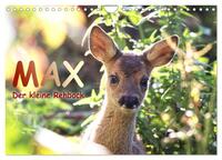 Vorderes Coverbild Max, der kleine Rehbock (Wandkalender 2025 DIN A4 quer), CALVENDO Monatskalender