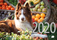 Vorderes Coverbild Hunde Rezept-Kalender 2020