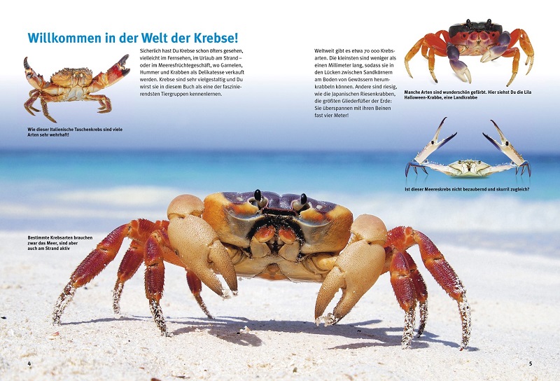 Beispielinhalt (Bild) Entdecke die Krebse