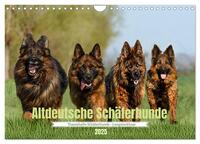 Vorderes Coverbild Altdeutsche Schäferhunde - Traumhafte Schäferhunde Langstockhaar (Wandkalender 2025 DIN A4 quer), CALVENDO Monatskalender