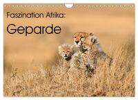 Vorderes Coverbild Faszinaton Afrika: Geparde (Wandkalender 2026 DIN A4 quer), CALVENDO Monatskalender