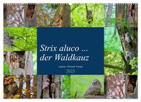 Vorderes Coverbild Strix aluco ... der Waldkauz (Wandkalender 2025 DIN A2 quer), CALVENDO Monatskalender