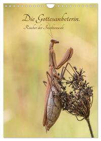 Vorderes Coverbild Die Gottesanbeterin. Räuber der Insektenwelt. (Wandkalender 2025 DIN A4 hoch), CALVENDO Monatskalender