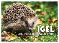 Vorderes Coverbild Igel - Niedliche kleine Stachelritter (Wandkalender 2026 DIN A2 quer), CALVENDO Monatskalender