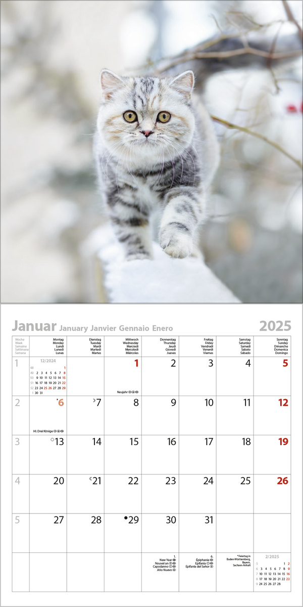 Beispielinhalt (Bild) Cats 2025