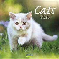 Vorderes Coverbild Cats 2025