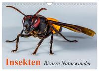 Vorderes Coverbild Insekten • Bizarre Naturwunder (Wandkalender 2025 DIN A4 quer), CALVENDO Monatskalender