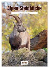 Vorderes Coverbild Alpen-Steinböcke, imposante Hornträger (Wandkalender 2025 DIN A2 hoch), CALVENDO Monatskalender