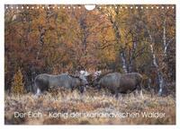 Vorderes Coverbild Der Elch - König der skandinavischen Wälder (Wandkalender 2025 DIN A4 quer), CALVENDO Monatskalender