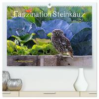Vorderes Coverbild Faszination Steinkauz (hochwertiger Premium Wandkalender 2025 DIN A2 quer), Kunstdruck in Hochglanz