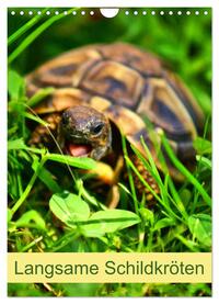 Vorderes Coverbild Langsame Schildkröten (Wandkalender 2025 DIN A4 hoch), CALVENDO Monatskalender