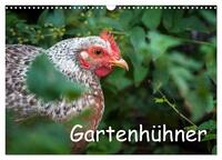 Vorderes Coverbild Gartenhühner (Wandkalender 2025 DIN A3 quer), CALVENDO Monatskalender