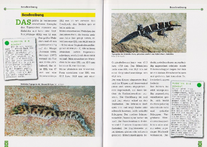 Beispielinhalt (Bild) Der Tigergecko