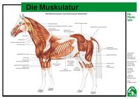 Vorderes Coverbild Die Muskulatur