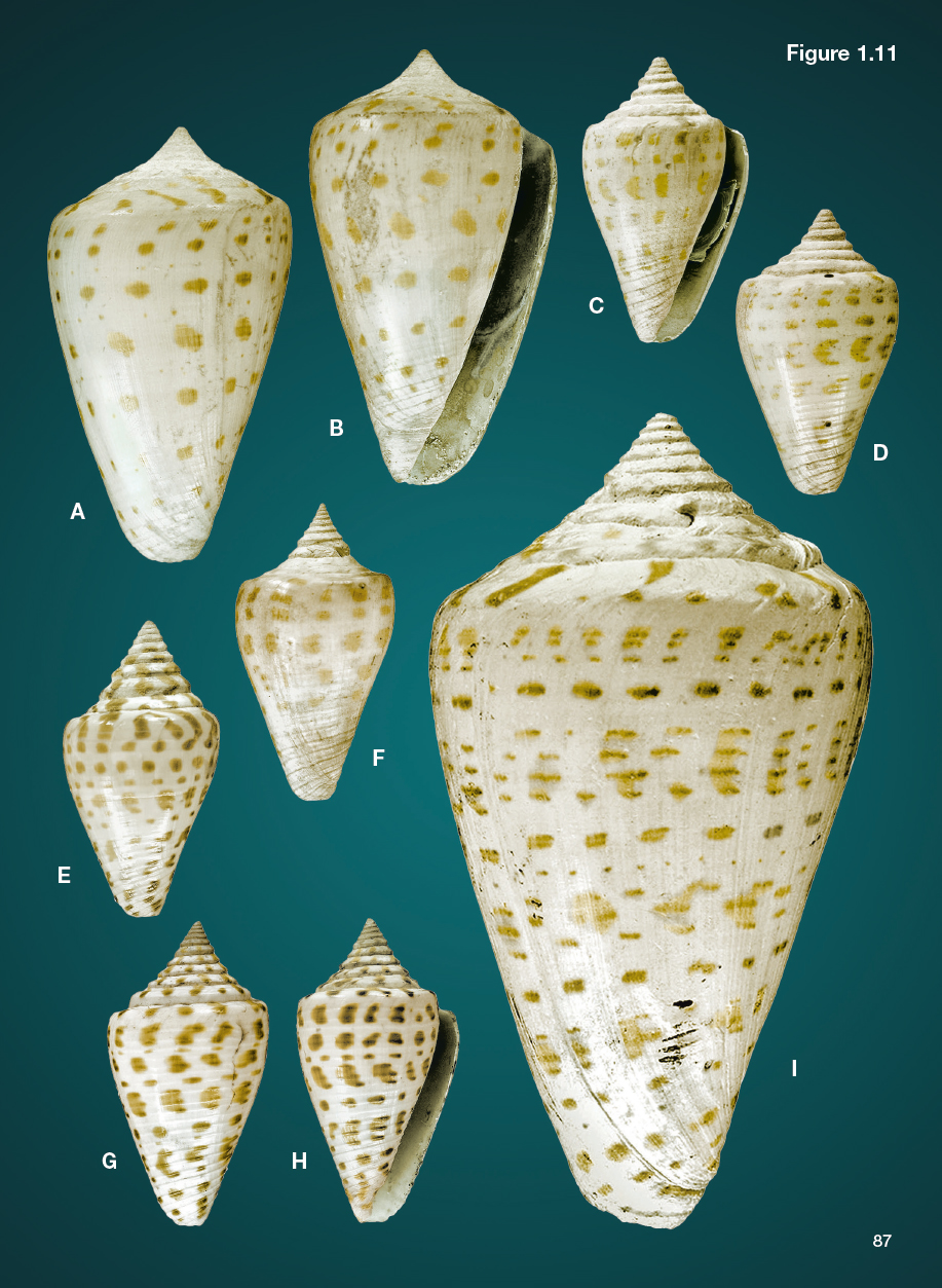 Beispielinhalt (Bild) Cone Shells of the Okeechobean Sea
