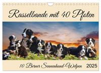 Vorderes Coverbild Rasselbande mit 40 Pfoten (Wandkalender 2025 DIN A4 quer), CALVENDO Monatskalender