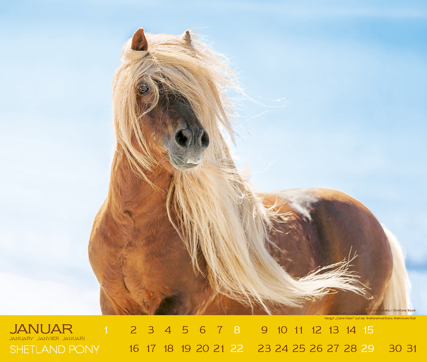 Beispielinhalt (Bild) Shetland Pony 2017