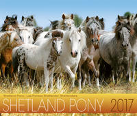 Vorderes Coverbild Shetland Pony 2017