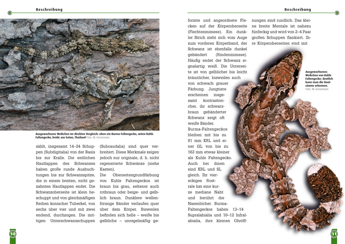 Beispielinhalt (Bild) Faltengeckos
