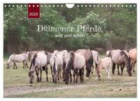 Vorderes Coverbild Dülmener Pferde, wild und schön (Wandkalender 2025 DIN A4 quer), CALVENDO Monatskalender