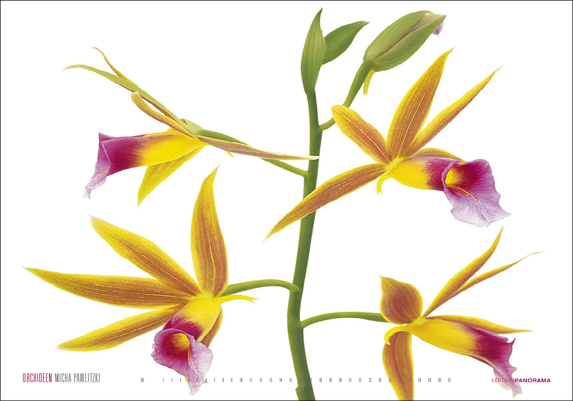 Beispielinhalt (Bild) Orchideen