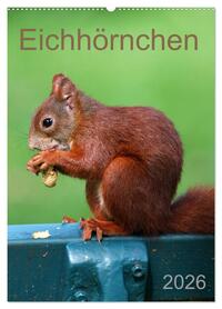 Vorderes Coverbild Eichhörnchen (Wandkalender 2026 DIN A2 hoch), CALVENDO Monatskalender