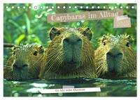 Vorderes Coverbild Capybaras im Alltag - Ein Jahr voller Abenteuer (Tischkalender 2025 DIN A5 quer), CALVENDO Monatskalender