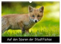 Vorderes Coverbild Auf den Spuren der Stadtfüchse (Wandkalender 2025 DIN A3 quer), CALVENDO Monatskalender