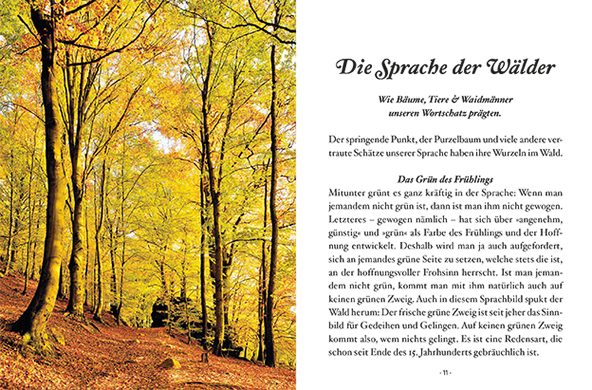 Beispielinhalt (Bild) Das kleine Buch: Der Laubbaum