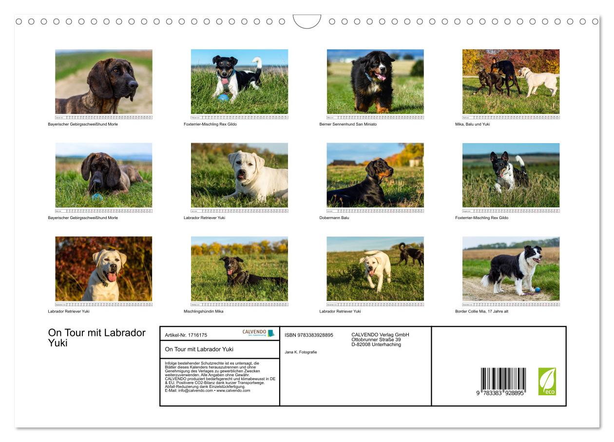 Beispielinhalt (Bild) On Tour mit Labrador Yuki (Wandkalender 2025 DIN A3 quer), CALVENDO Monatskalender