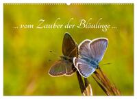 Vorderes Coverbild ... vom Zauber der Bläulinge ... (Wandkalender 2025 DIN A2 quer), CALVENDO Monatskalender